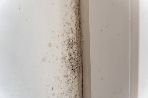 Leawood, KS Mold Removal Company